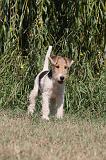 FOX TERRIER 068